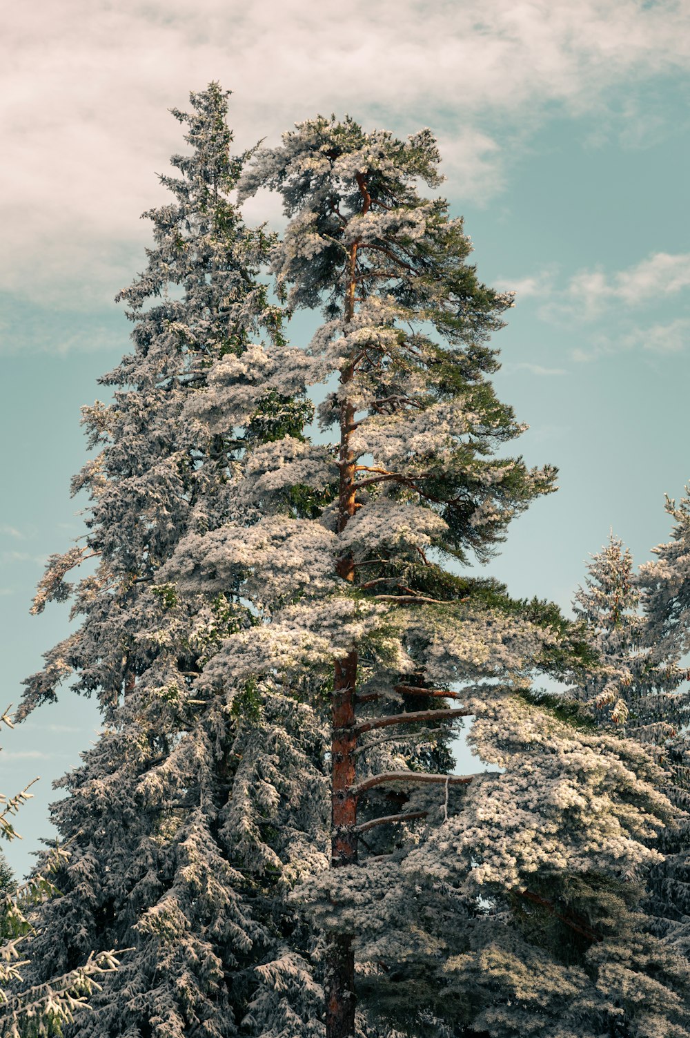 a tall pine tree covered in snow under a blue sky