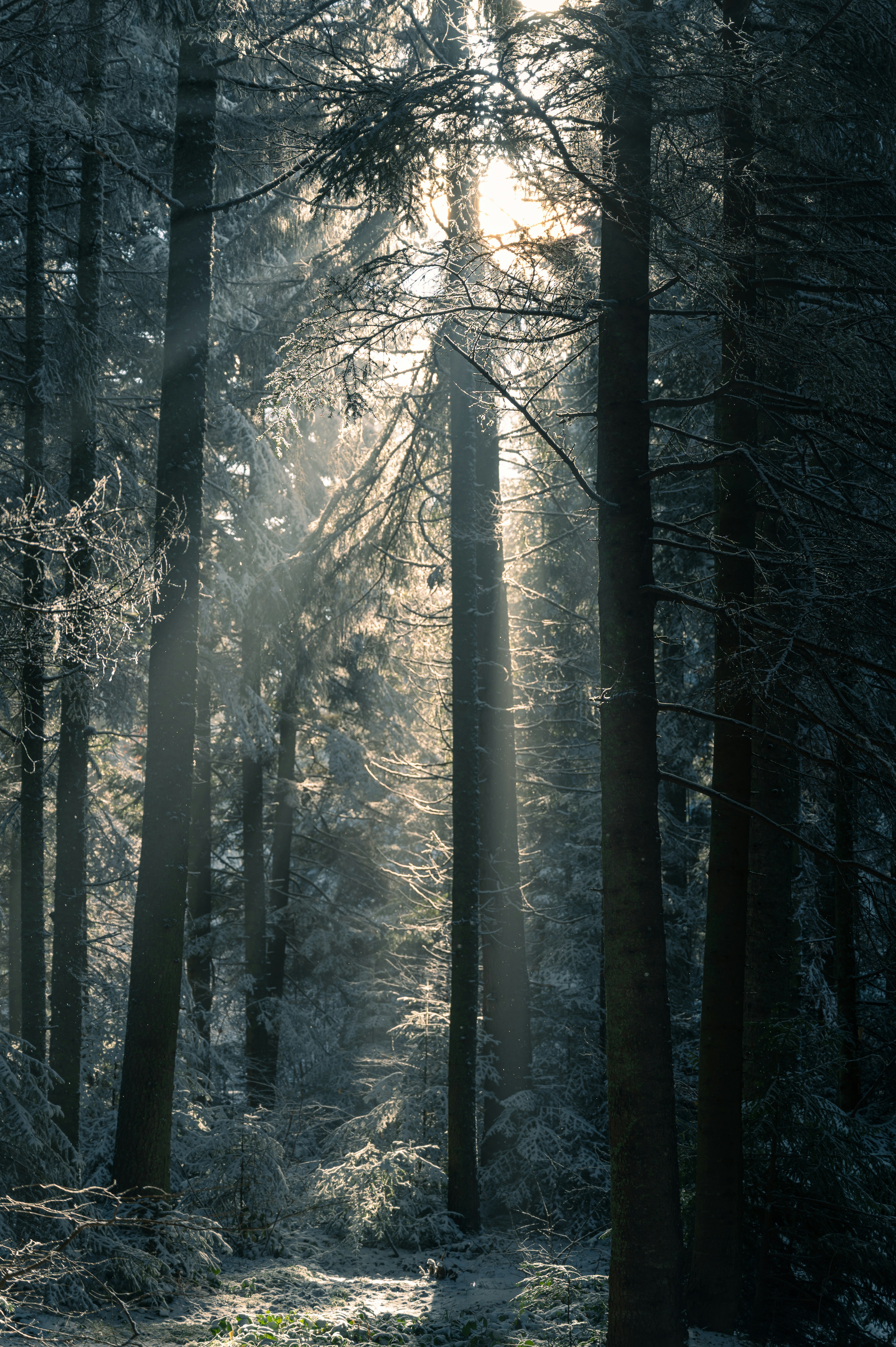 A dark forest with a light in the middle of it photo – Free