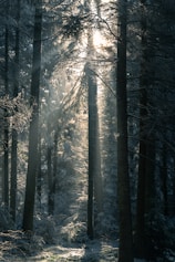 the sun is shining through the trees in the forest