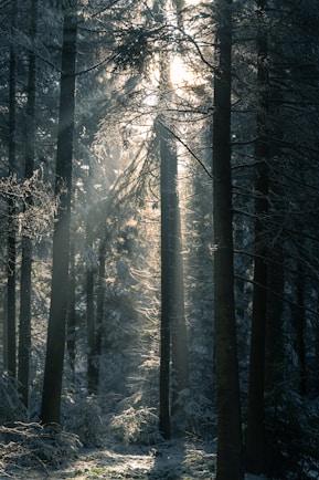 the sun is shining through the trees in the forest
