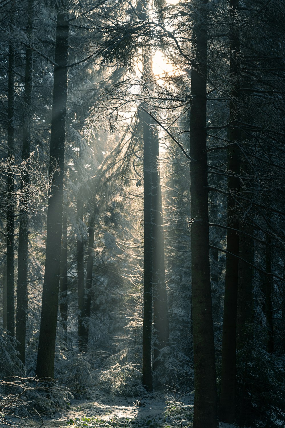 the sun is shining through the trees in the forest