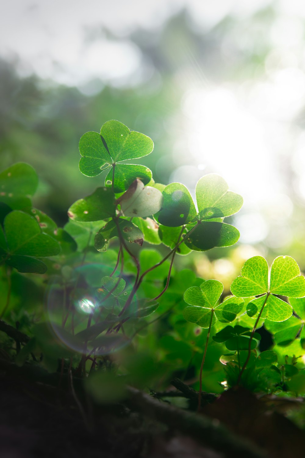 a close up of a bunch of green leaves