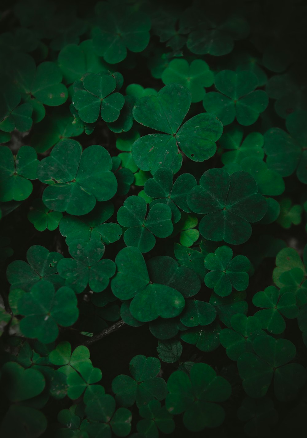 a close up of a bunch of green leaves