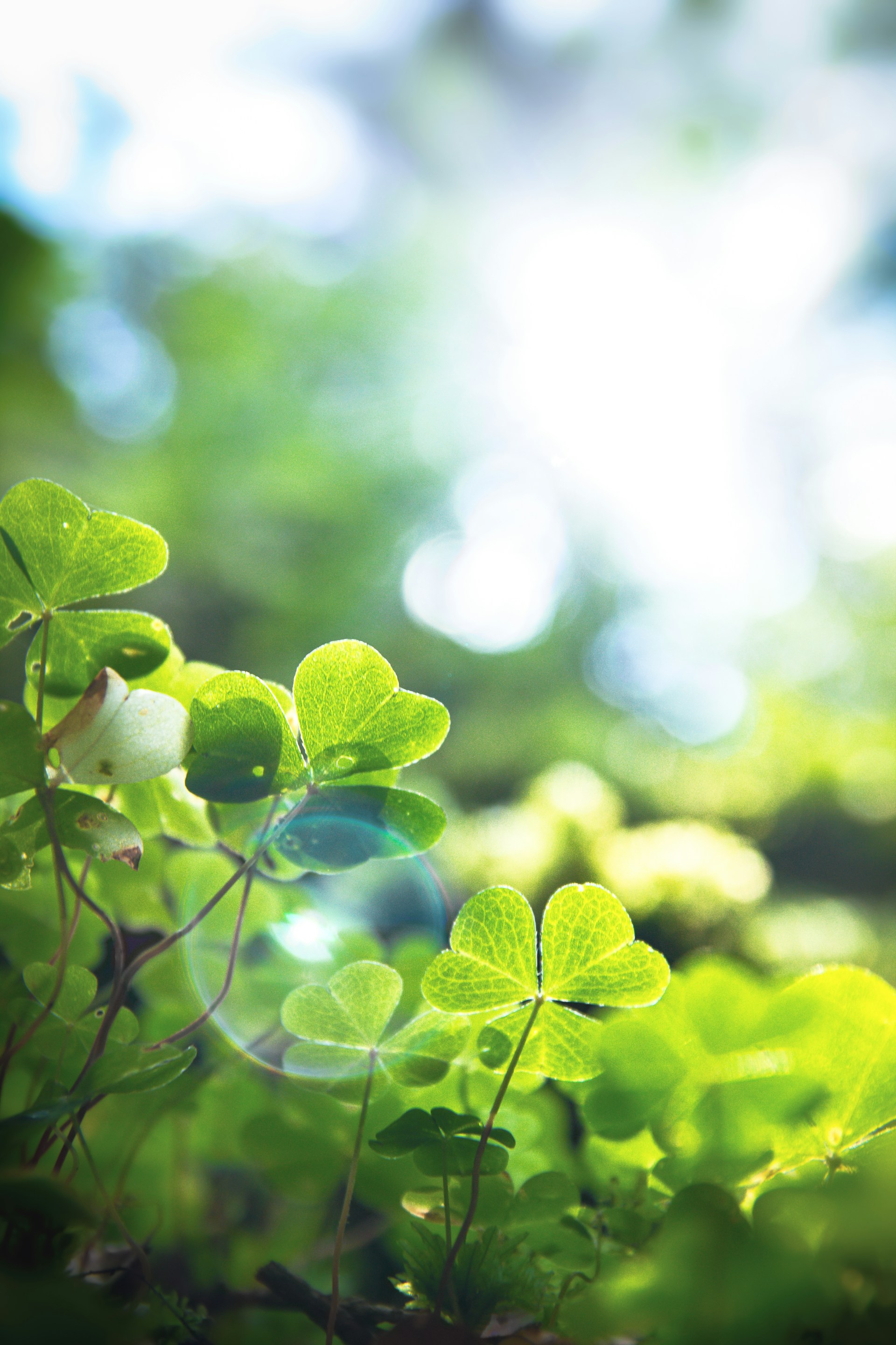 a close up of a leafy plant with water droplets