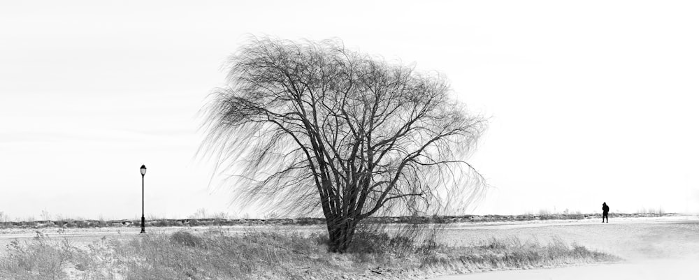 a black and white photo of a tree in a field