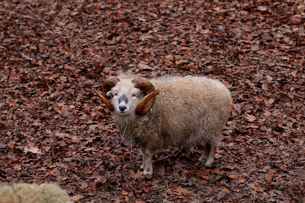 a sheep standing in the middle of a pile of leaves