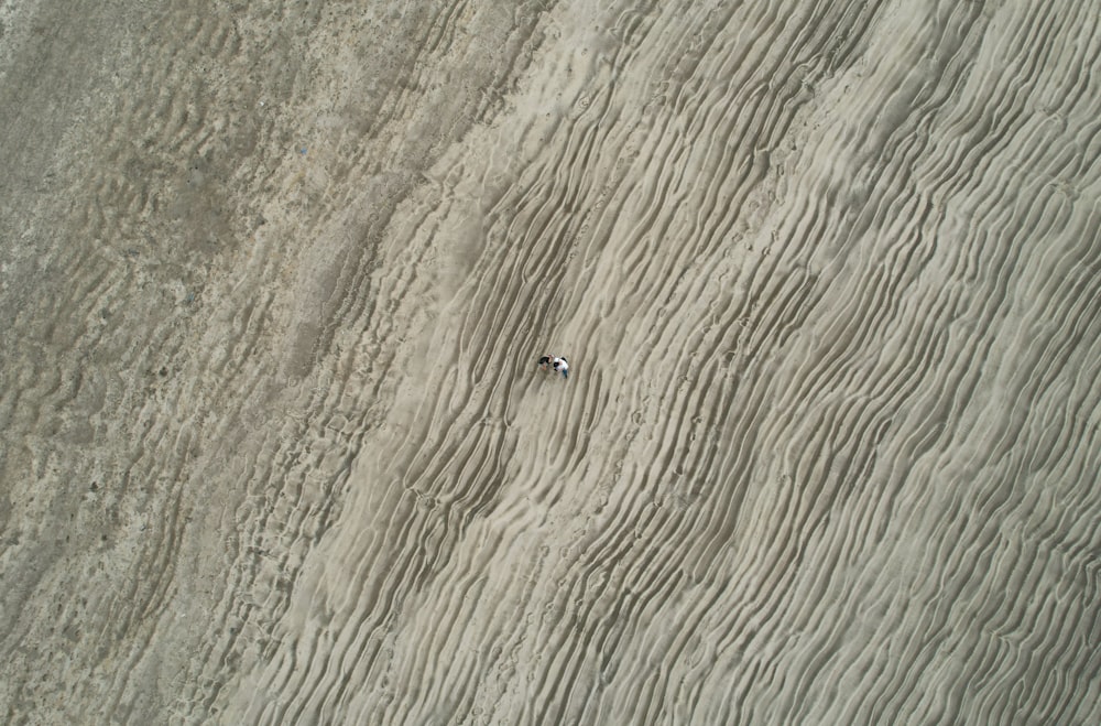 모래 해변 위에 앉아있는 작은 흰색 물체