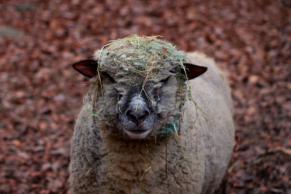 eine Nahaufnahme eines Schafes mit Gras auf dem Kopf