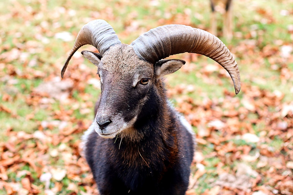 un carnero con grandes cuernos parado en un campo