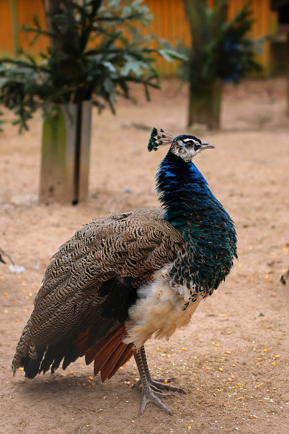 a peacock standing on a dirt ground next to a tree