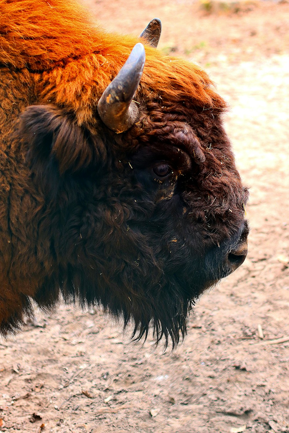 a close up of a bison in a dirt field