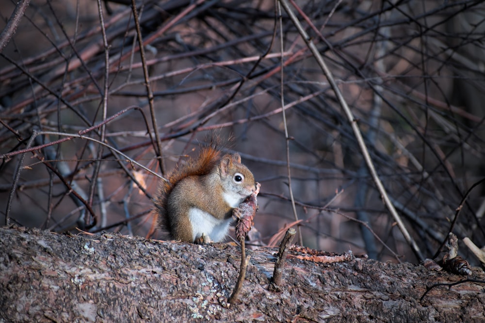 a squirrel sitting on top of a tree branch