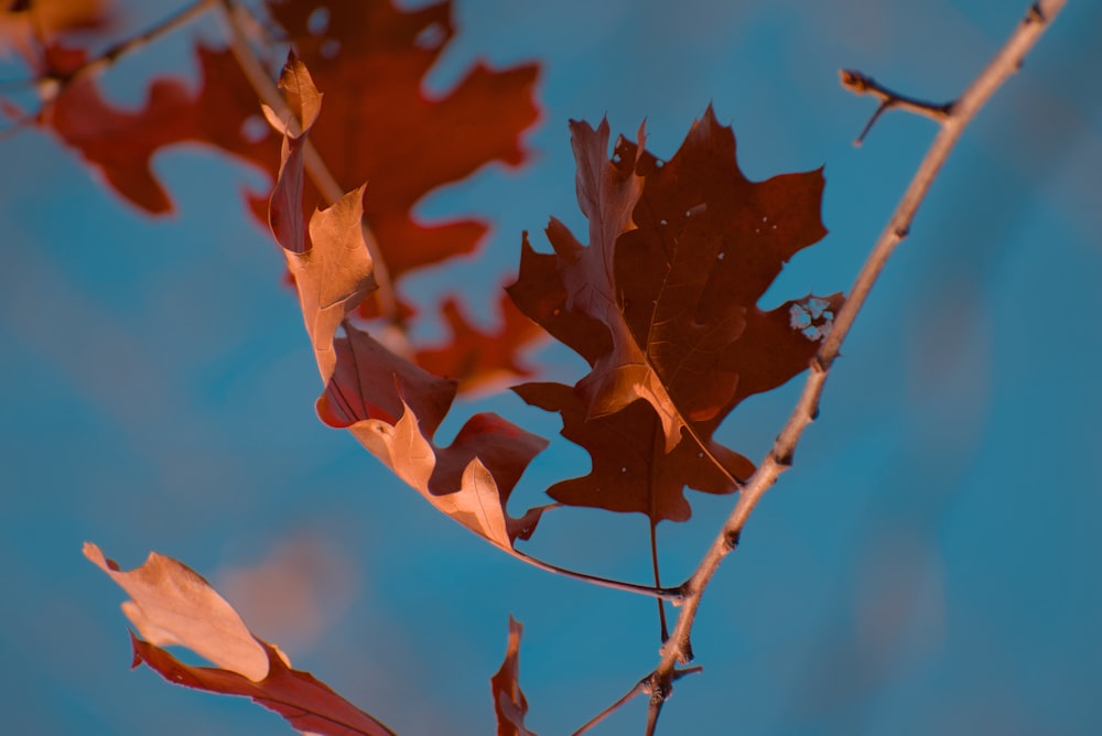 a tree branch with a few leaves on it