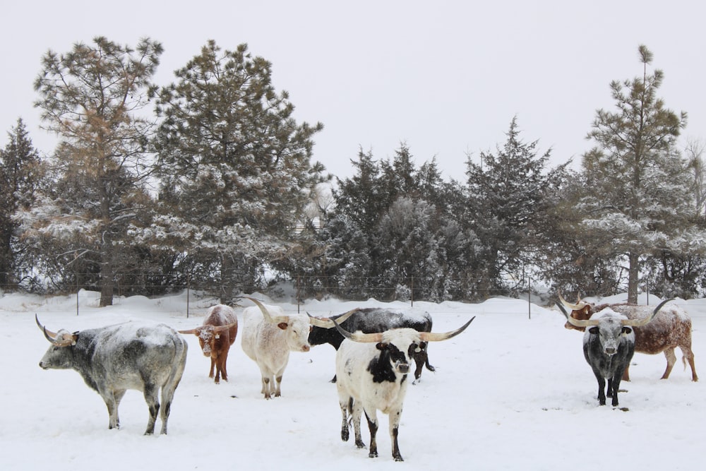 a herd of cattle walking across a snow covered field