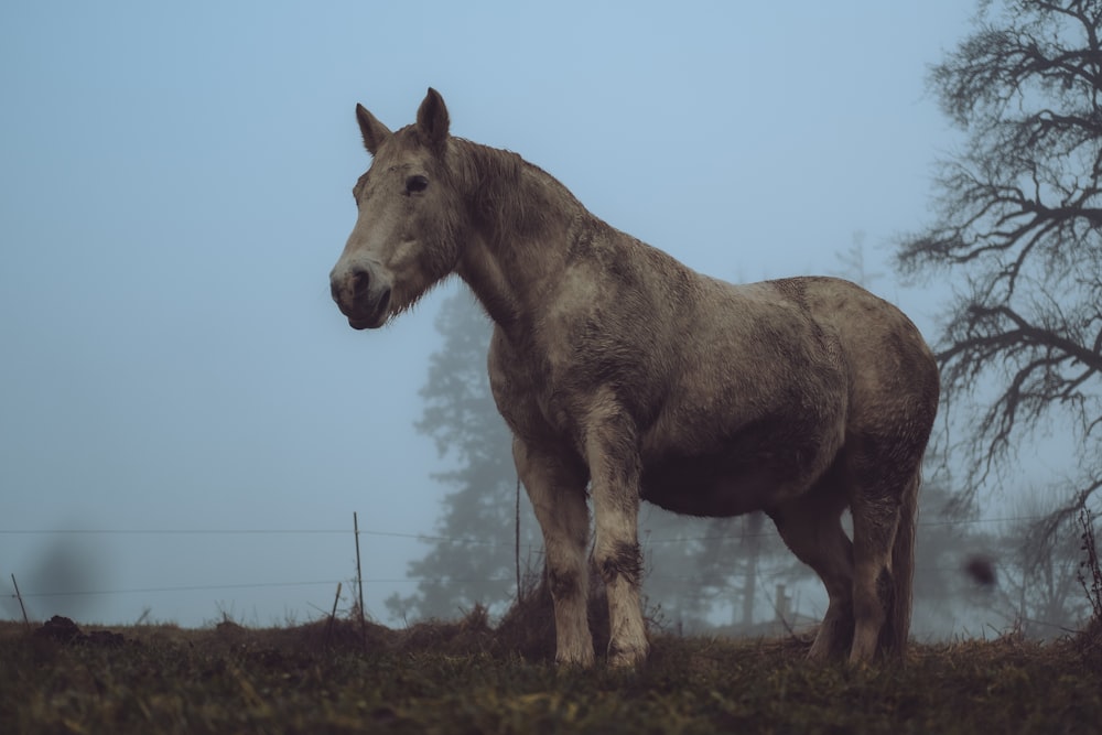 a brown horse standing on top of a lush green field