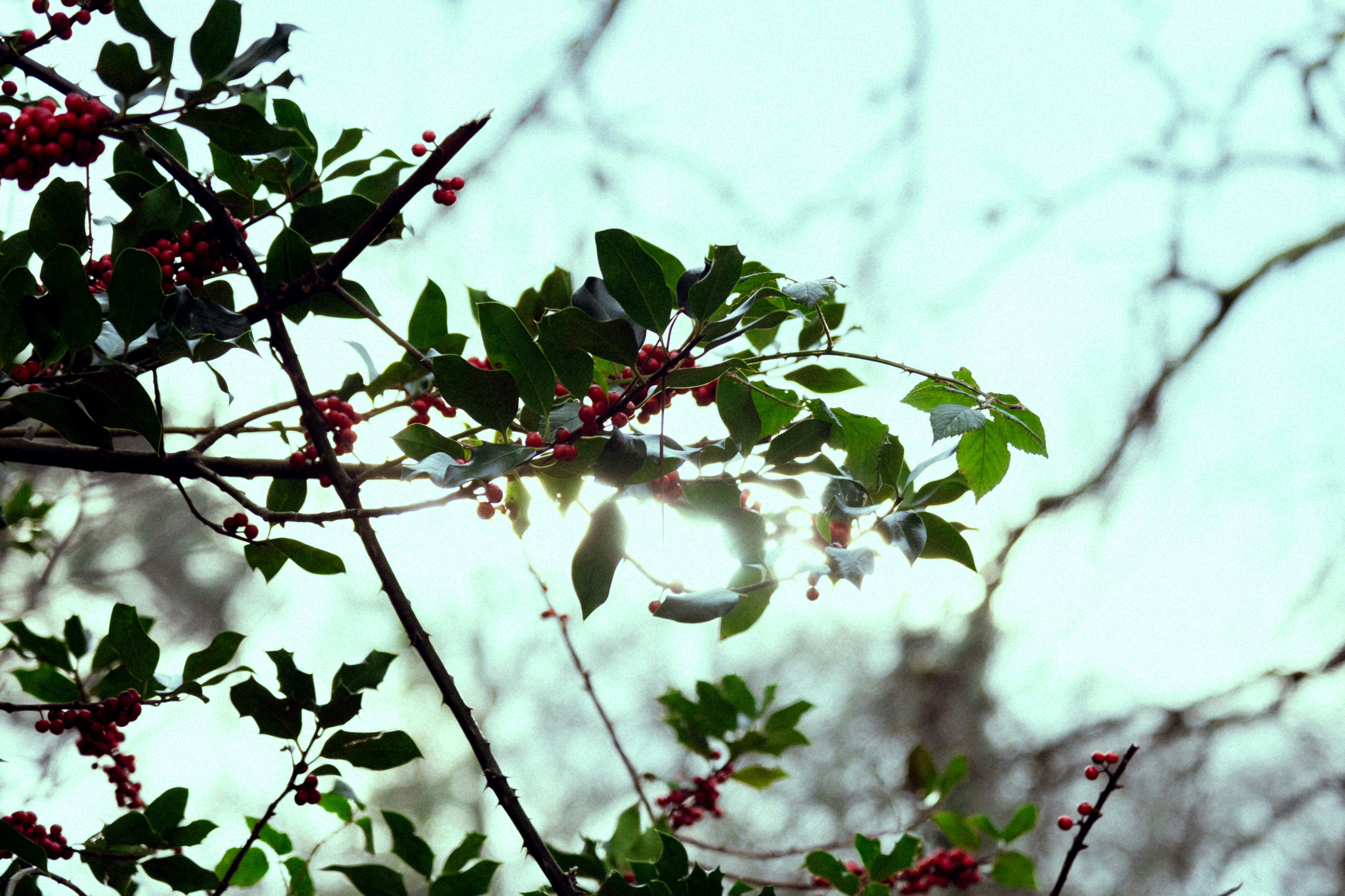 a branch of a tree with berries on it