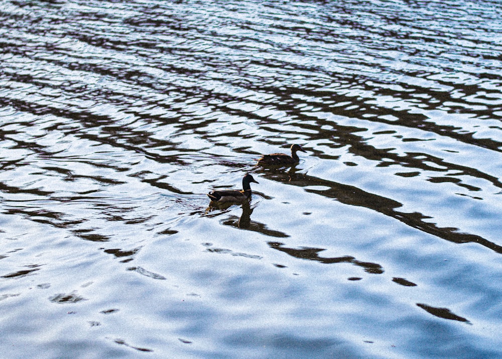 a couple of ducks floating on top of a lake