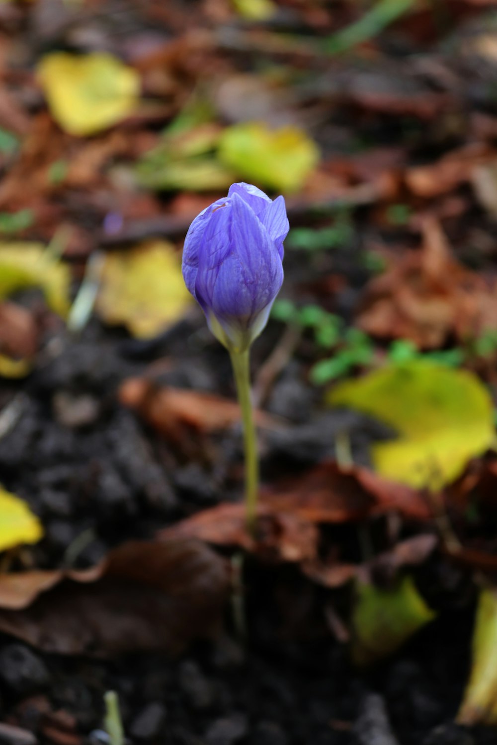 a single purple flower sitting in the middle of a forest