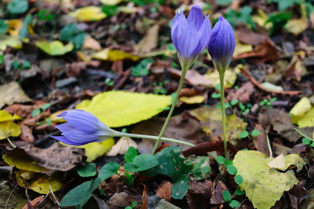 a couple of purple flowers sitting on top of leaves