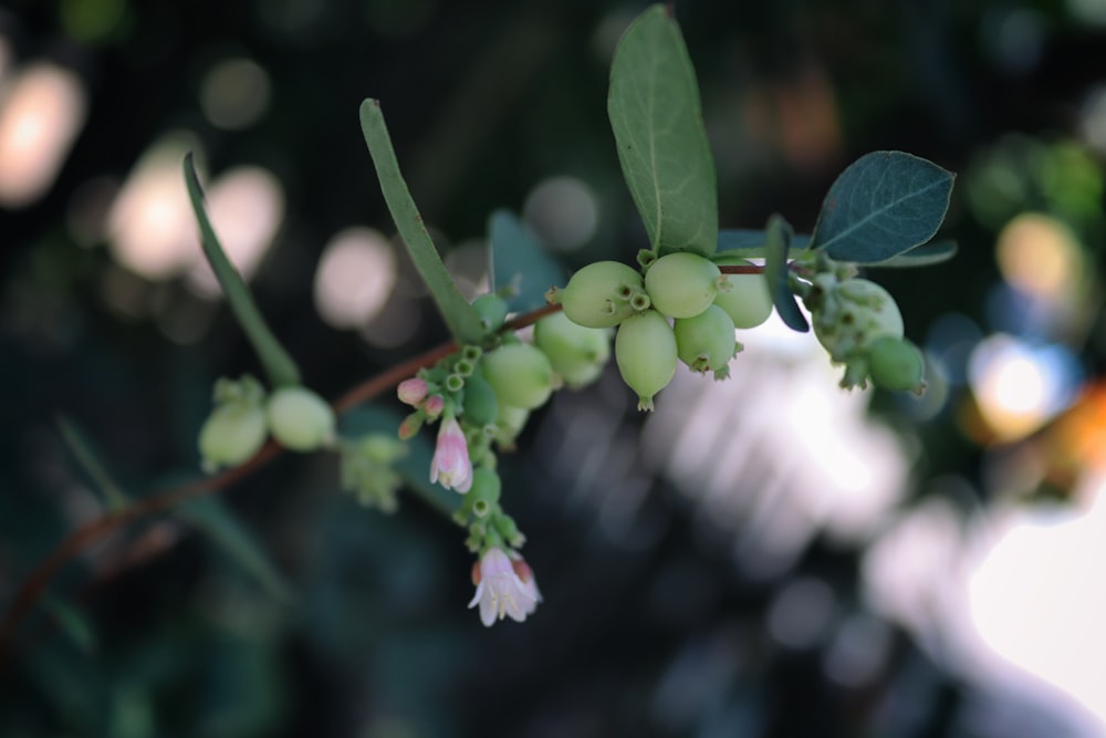 a bunch of green berries hanging from a tree branch