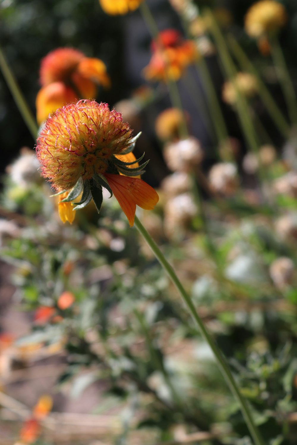 Un primer plano de una flor cerca de muchas otras flores