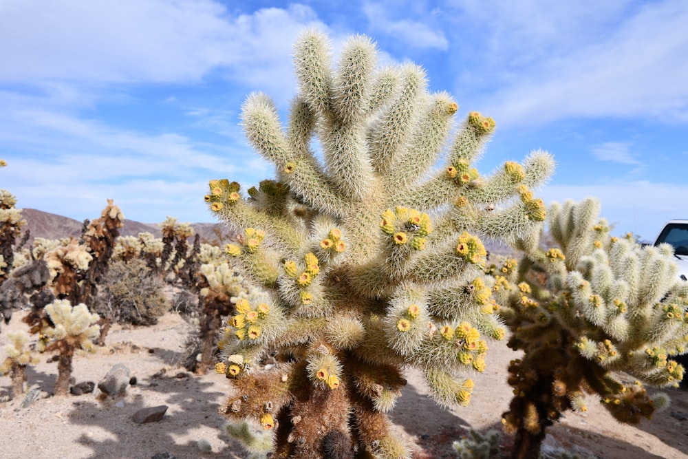 a large cactus in the middle of a desert