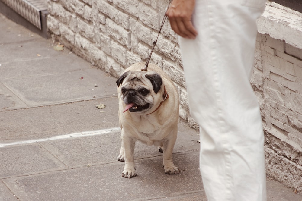 a person walking a dog on a leash