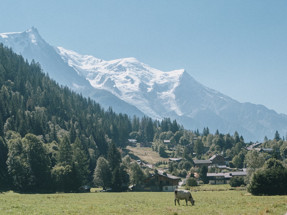 a horse grazing in a field with a mountain in the background