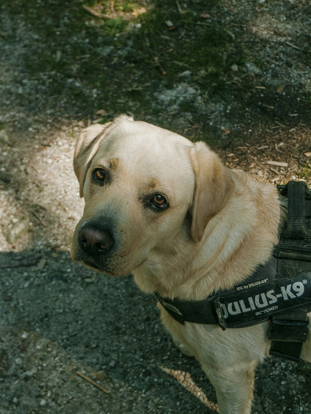 a dog with a vest on standing in the dirt