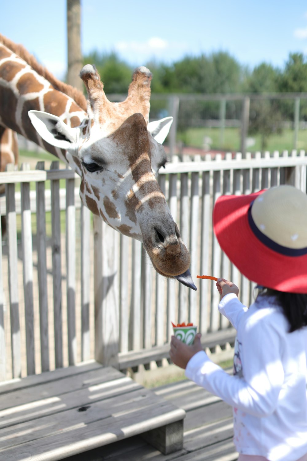 a little girl feeding a giraffe at a zoo