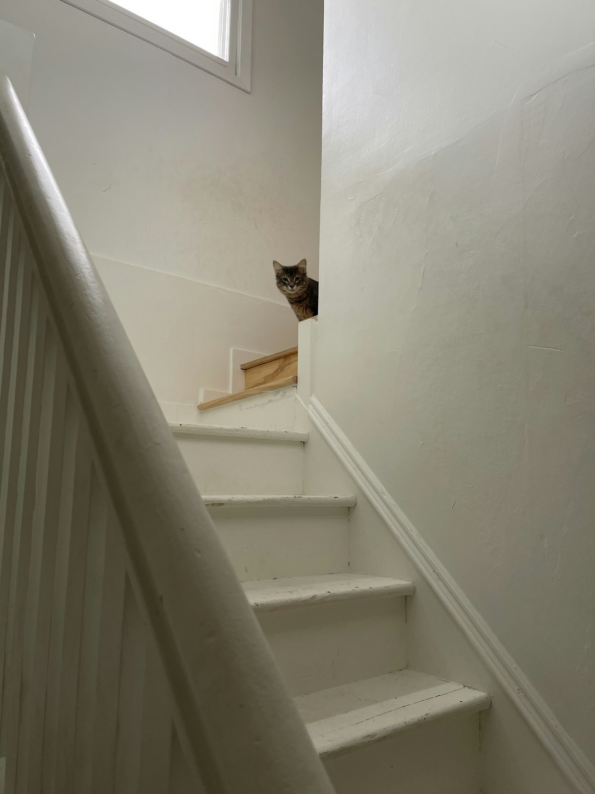 Cat sitting on top of a set of stairs at home