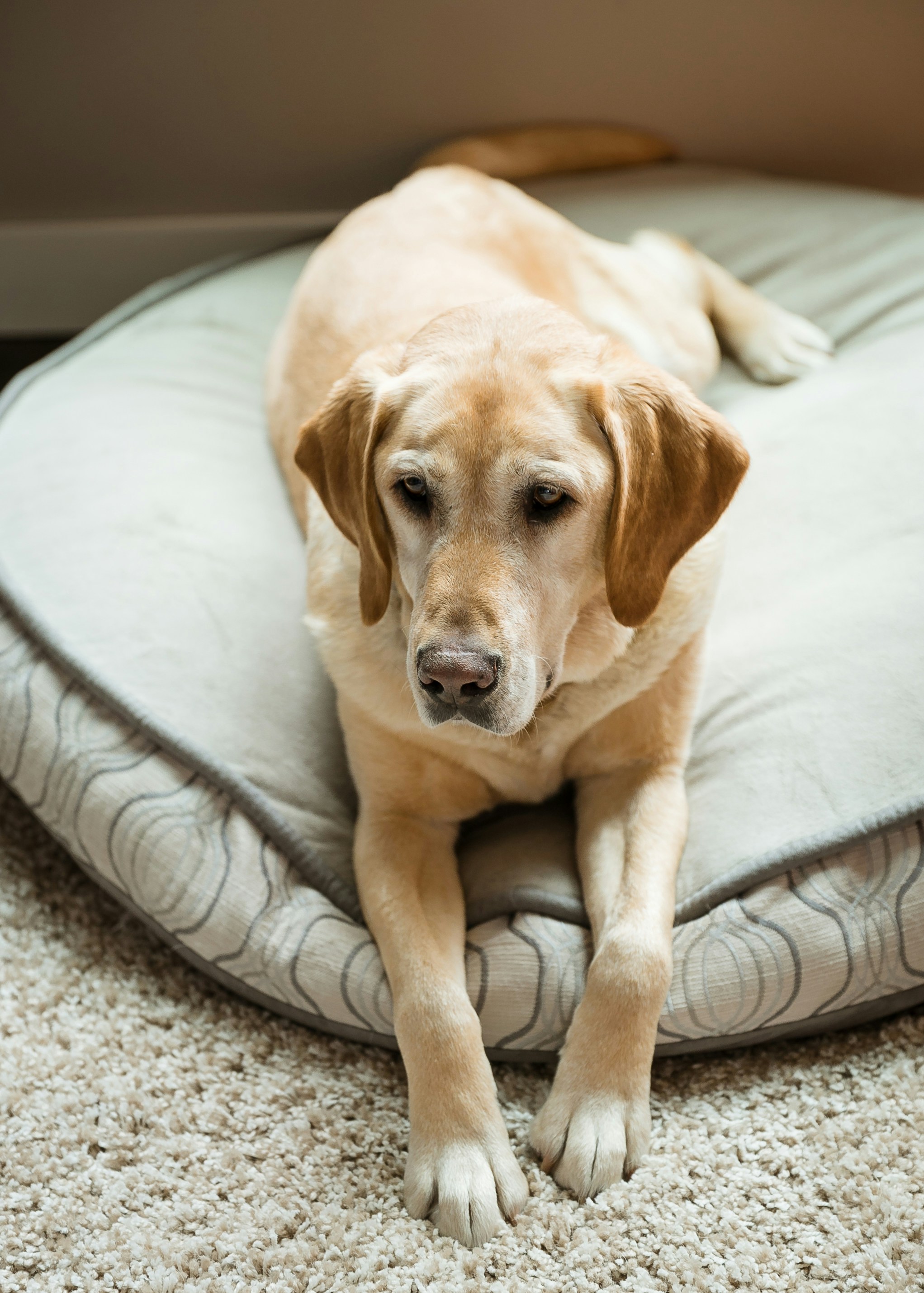 a large brown dog laying on top of a dog bed