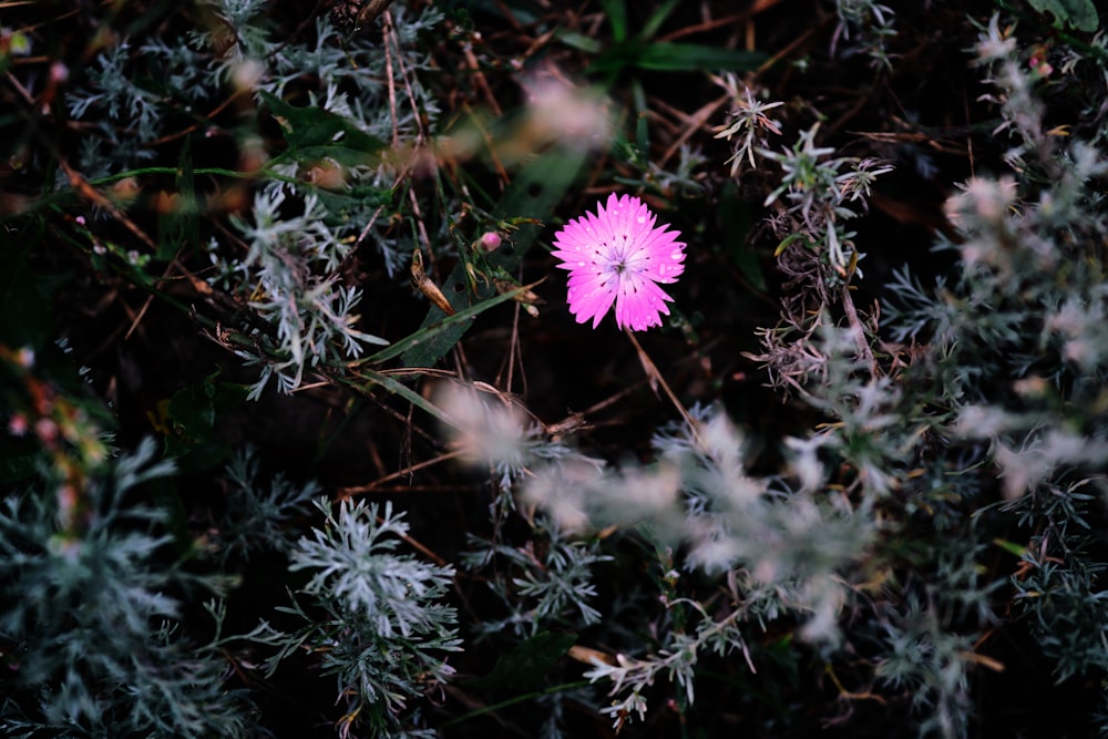 a single pink flower is surrounded by green leaves