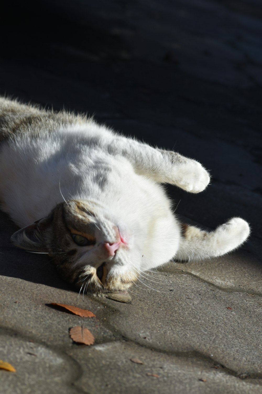 a cat laying on its back on the ground