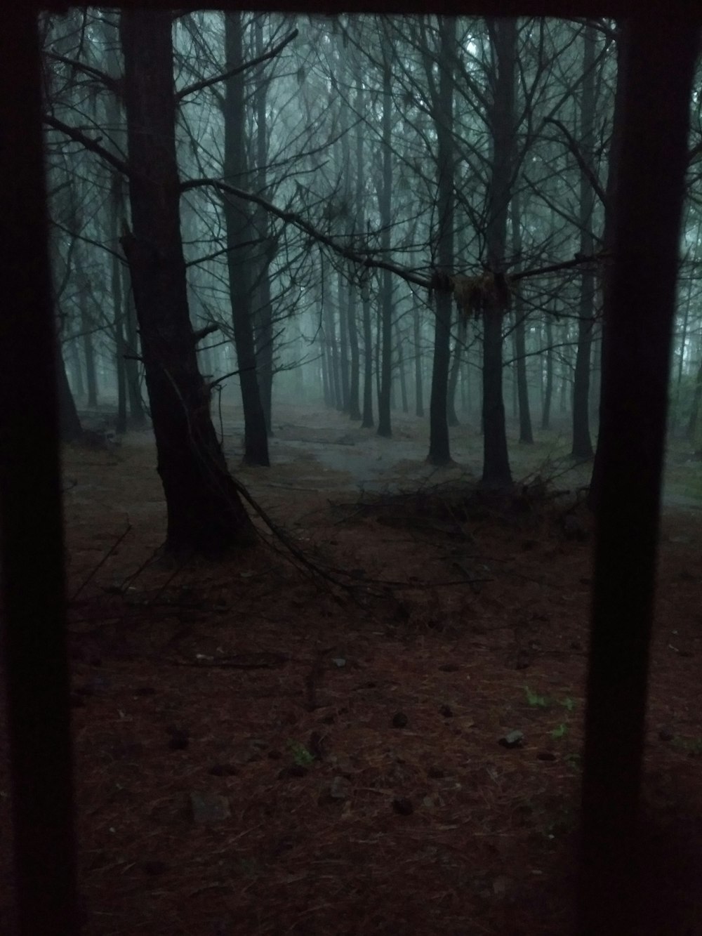 a dark forest filled with lots of trees