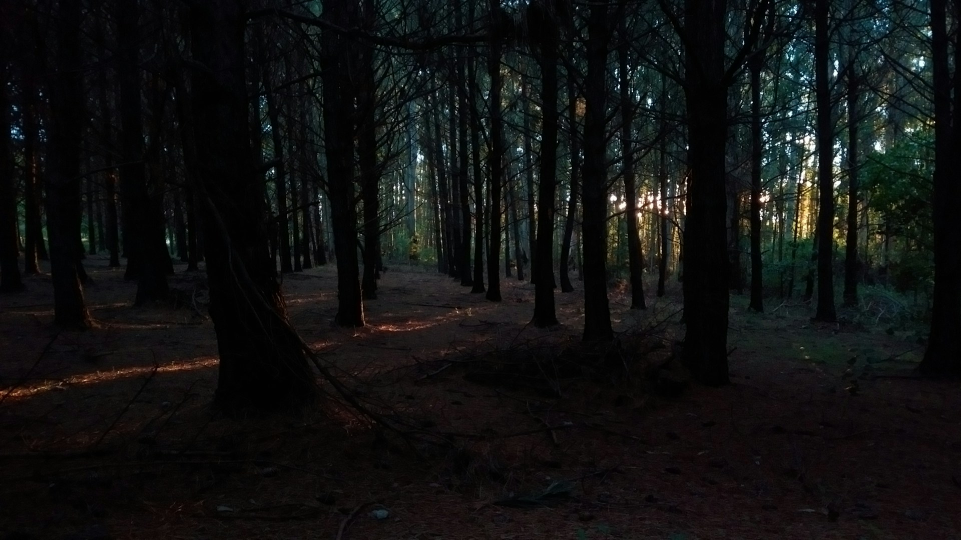 the sun is shining through the trees in the woods