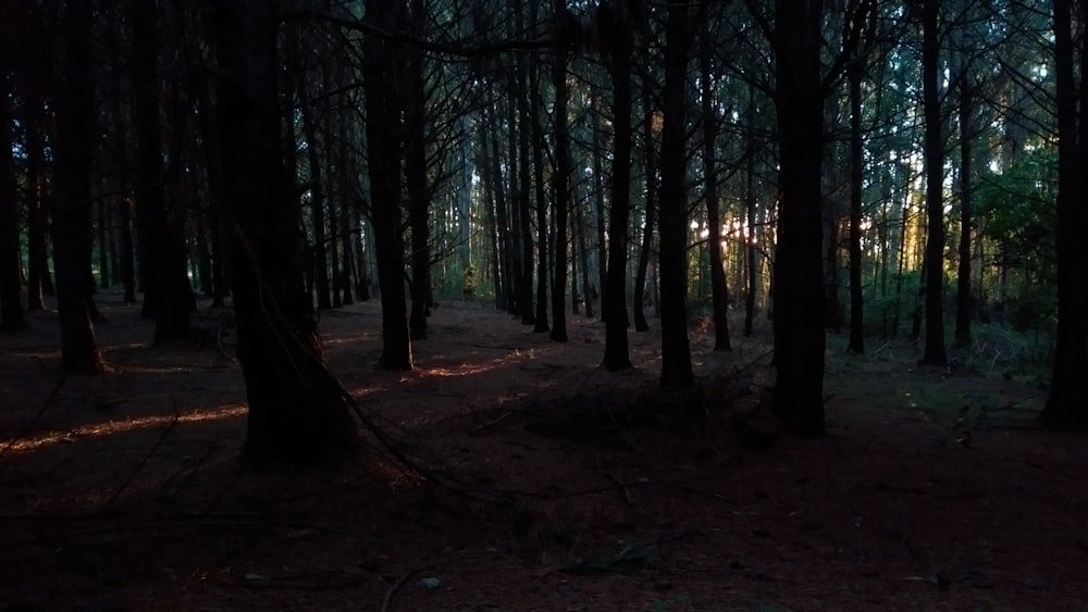 El sol brilla a través de los árboles en el bosque