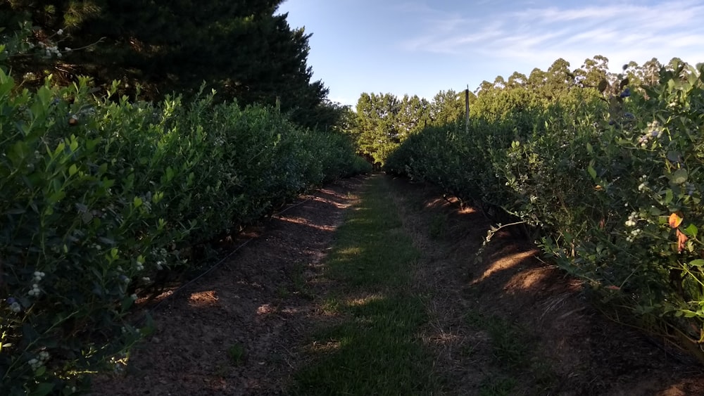 a dirt path between a row of trees