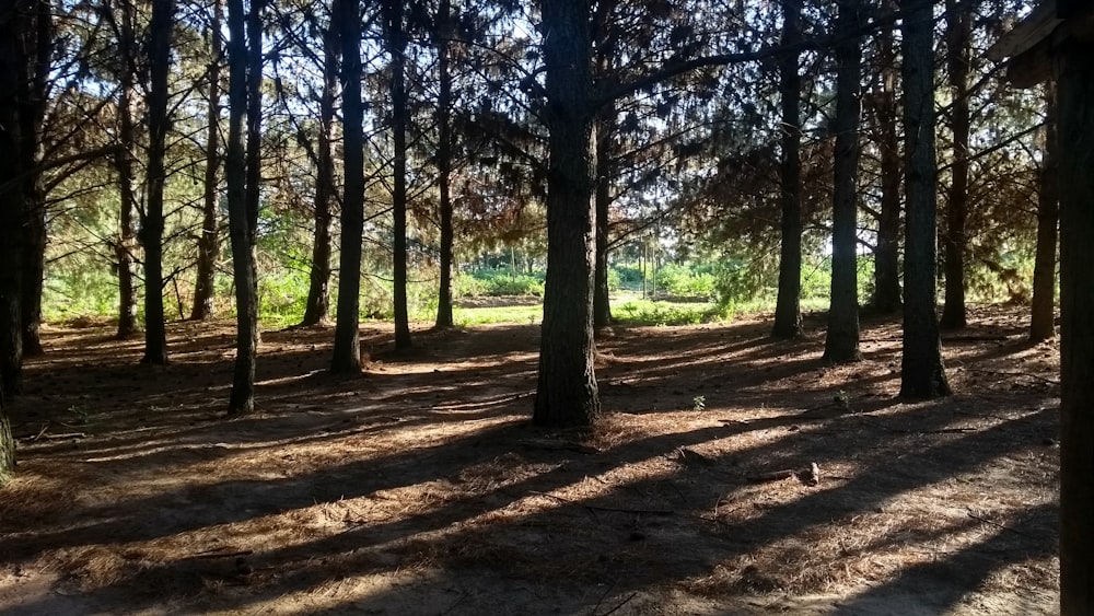 a forest filled with lots of tall pine trees