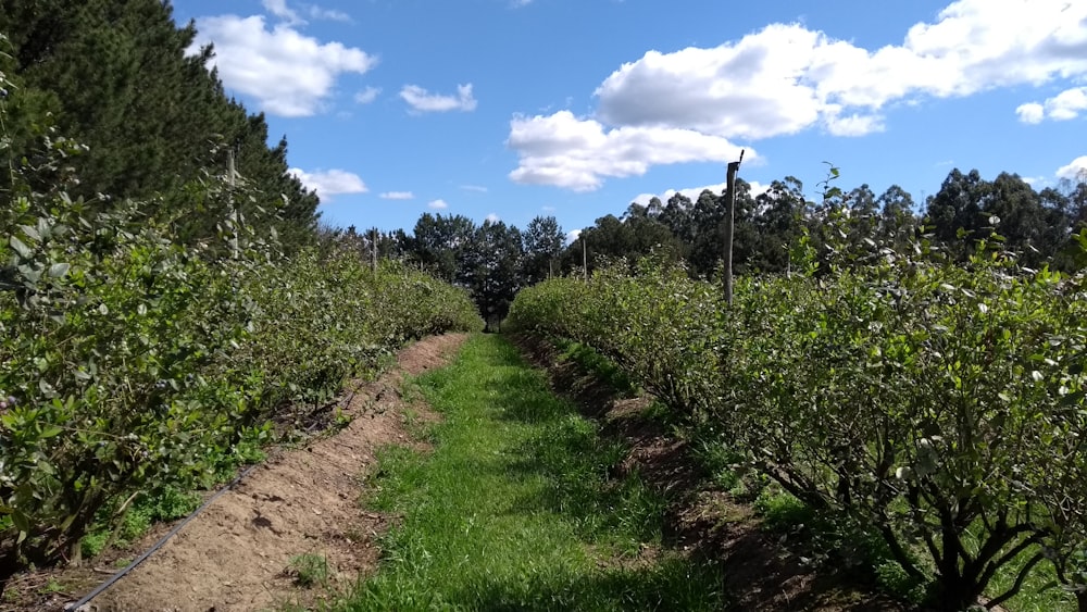 a dirt path in the middle of an apple orchard