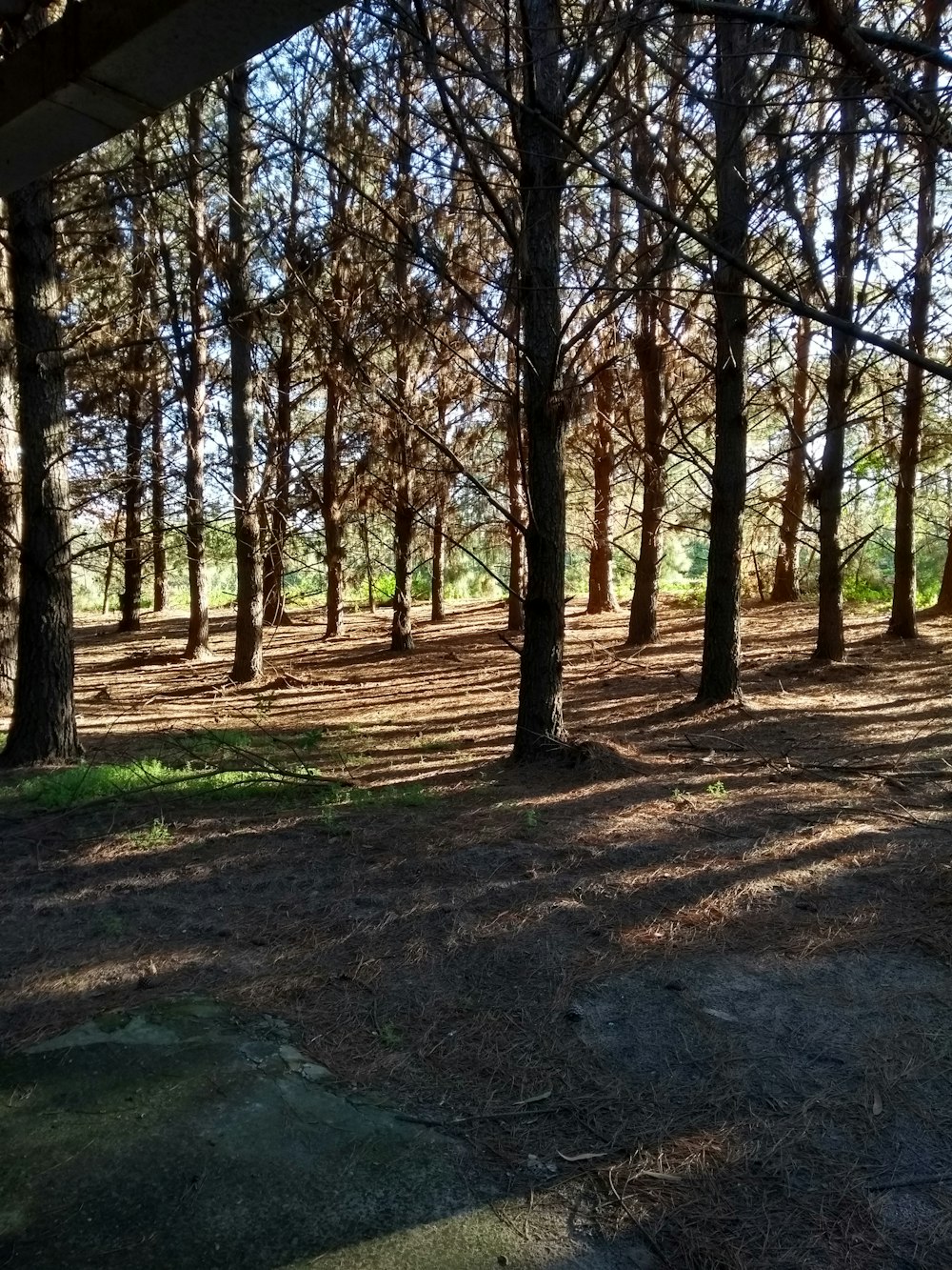 the sun is shining through the trees in the woods