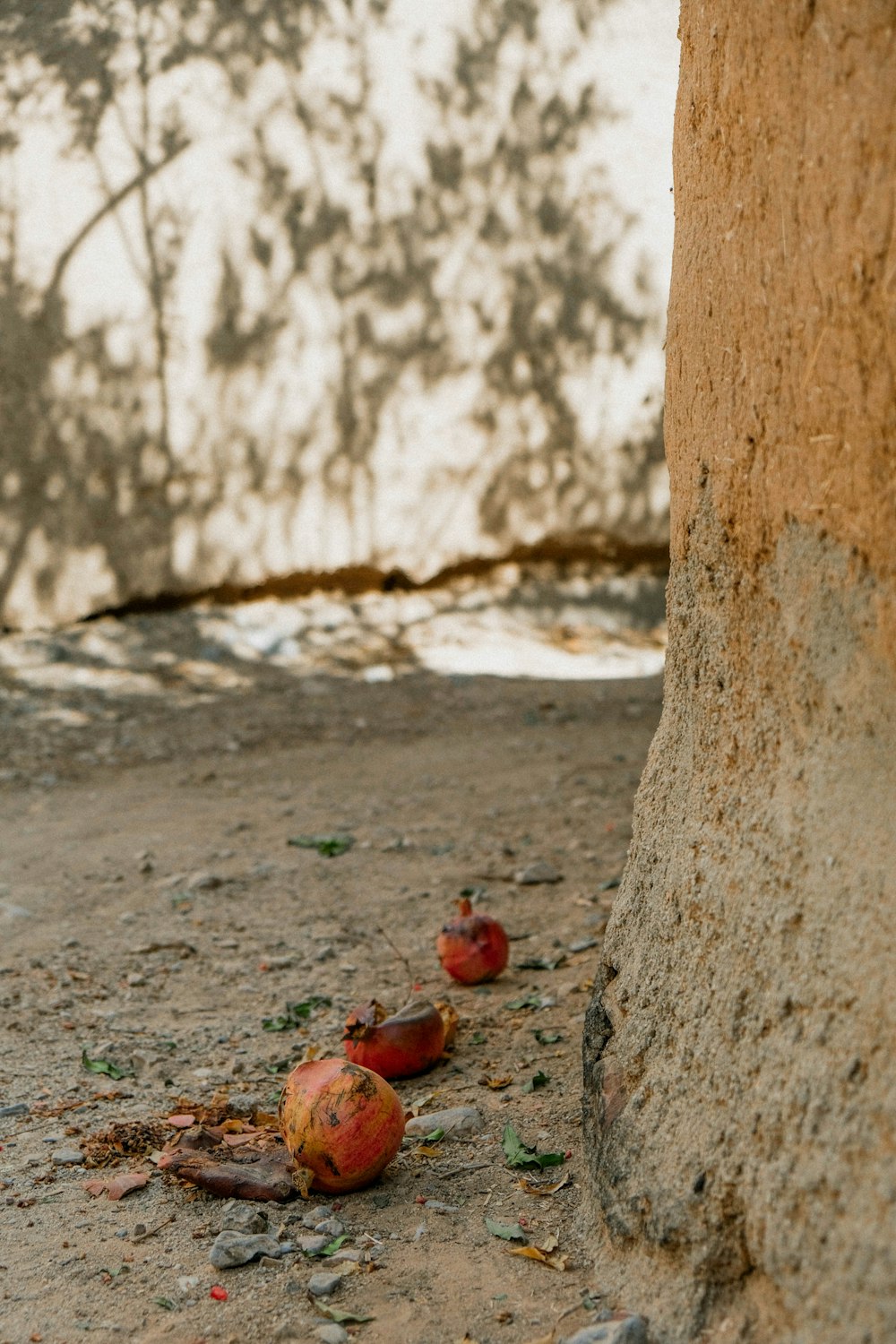 a group of fruit sitting on the ground next to a tree