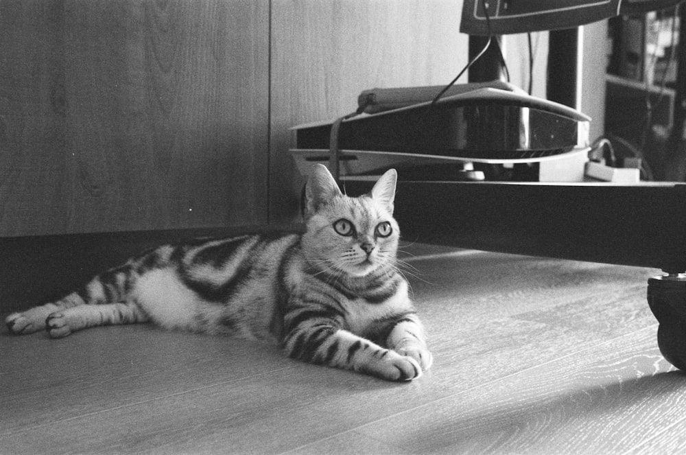 uma foto em preto e branco de um gato deitado no chão