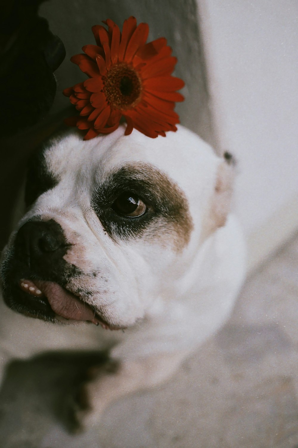 a dog with a red flower on its head