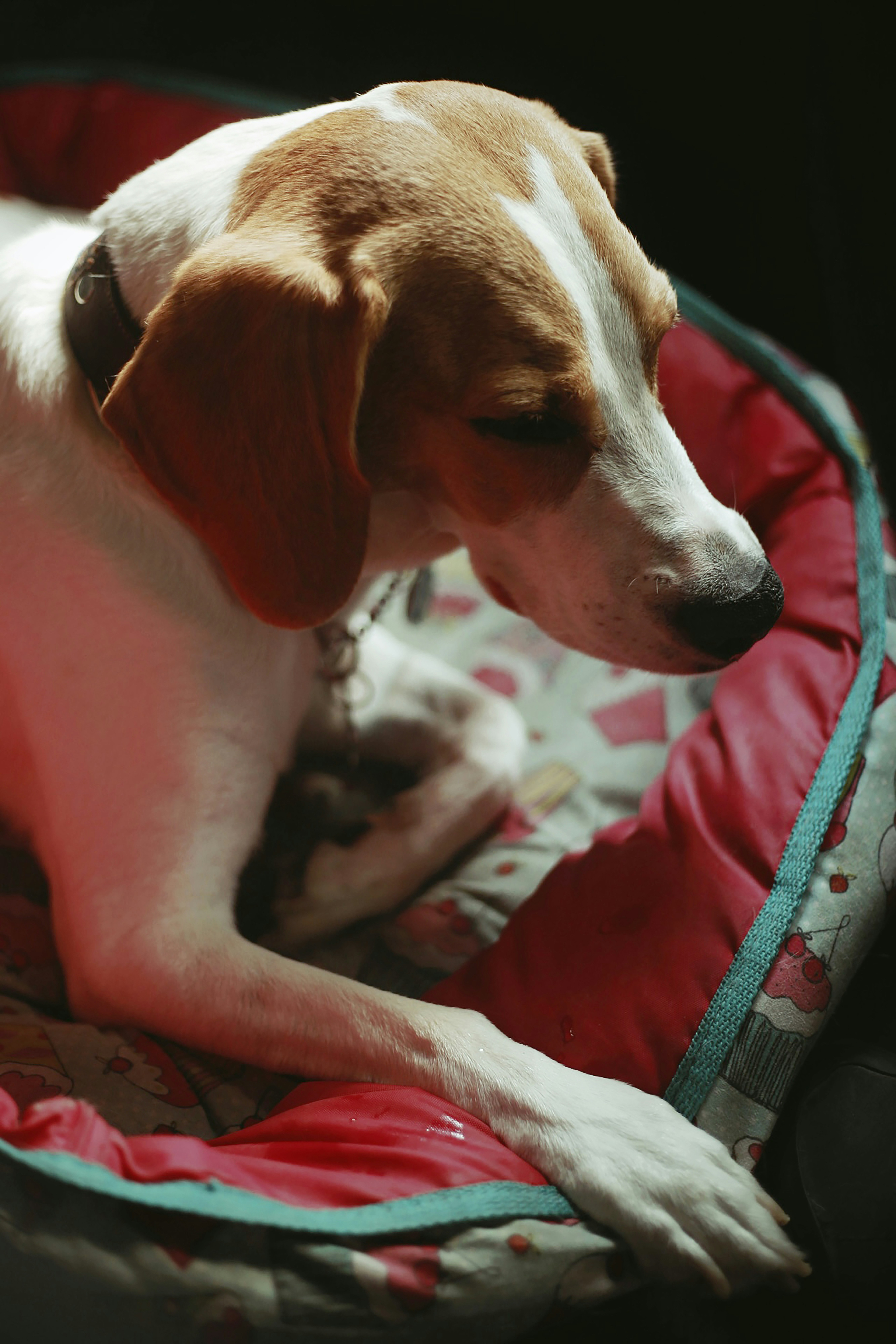 A brown and white dog laying on top of a bed photo – Free Animal Image ...