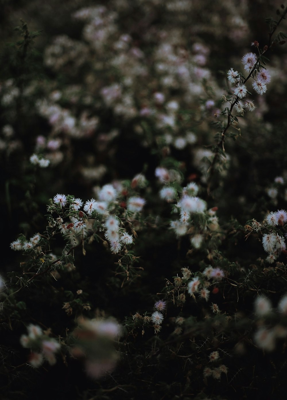 a bunch of white flowers in a field