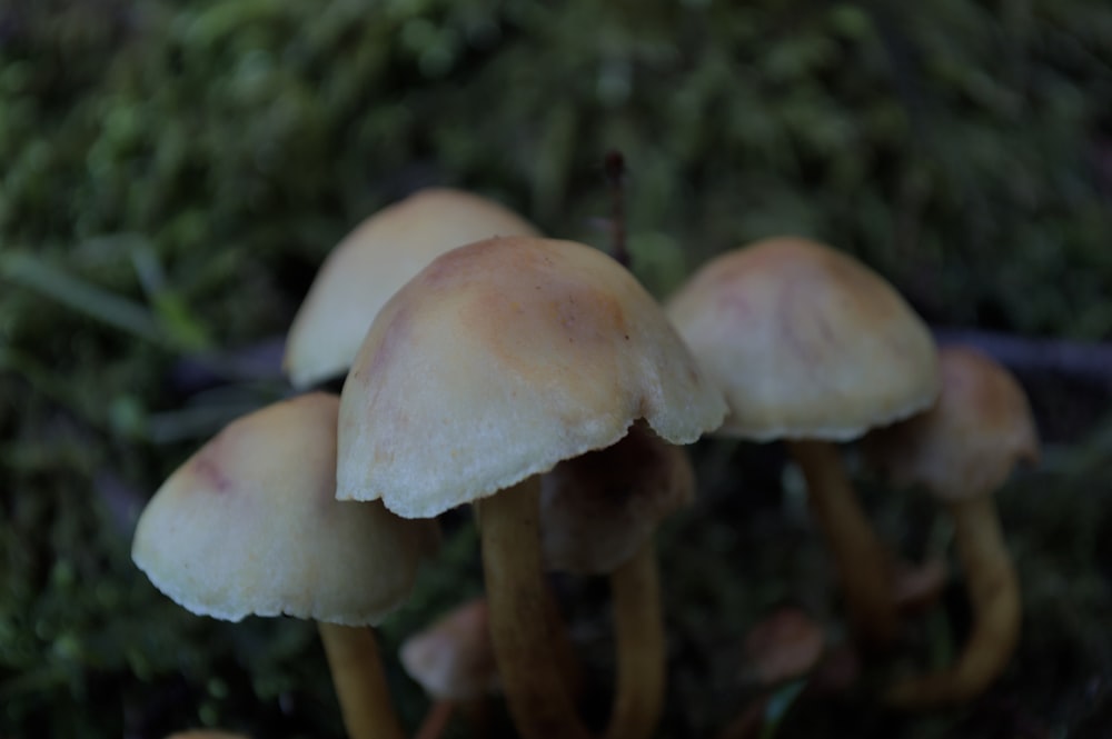 a group of mushrooms sitting on top of a forest floor