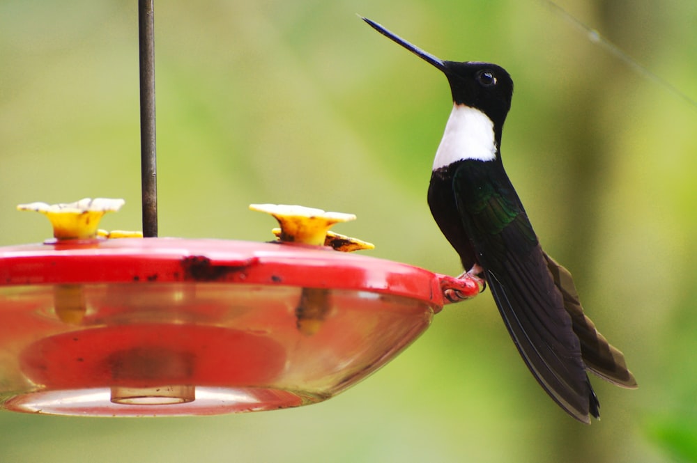 a hummingbird sitting on a hummingbird feeder