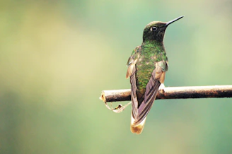 a hummingbird perched on a branch with a blurry background