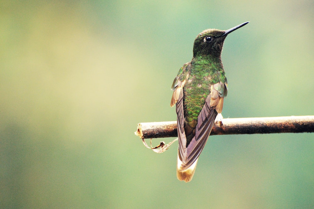 a hummingbird perched on a branch with a blurry background